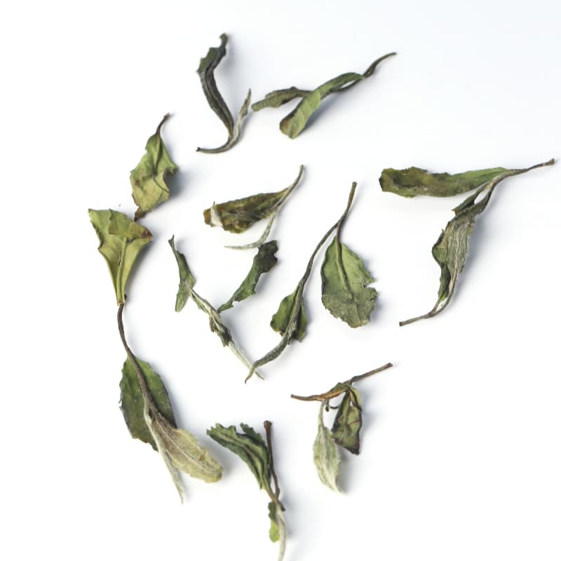 【White Tea】